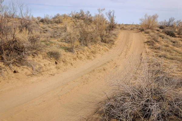 bahar bozkır. Doğa kıştan sonra uyanır. çölde ağaçlar geçen yılki çim