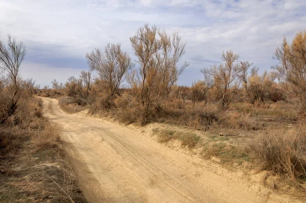 bahar bozkır. Doğa kıştan sonra uyanır. çölde ağaçlar geçen yılki çim