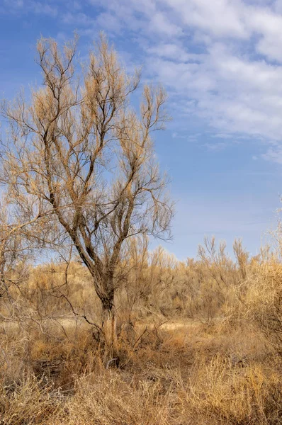 bahar bozkır. Doğa kıştan sonra uyanır. çölde ağaçlar geçen yılki çim