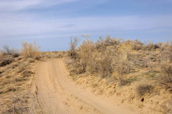 bahar bozkır. Doğa kıştan sonra uyanır. çölde ağaçlar geçen yılki çim
