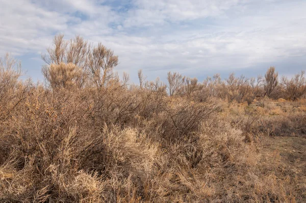 Spring Steppe Nature Wakes Winter Last Year Grass Trees Desert — Stock Photo, Image