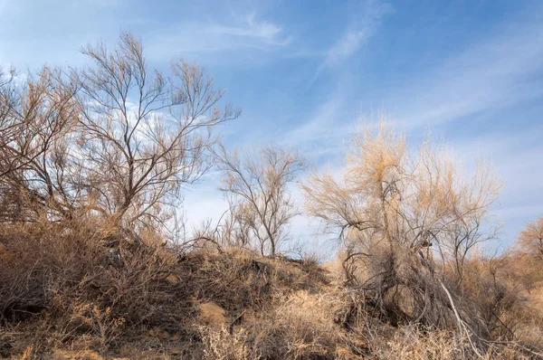 bahar bozkır. Doğa kıştan sonra uyanır. çölde ağaçlar geçen yılki çim