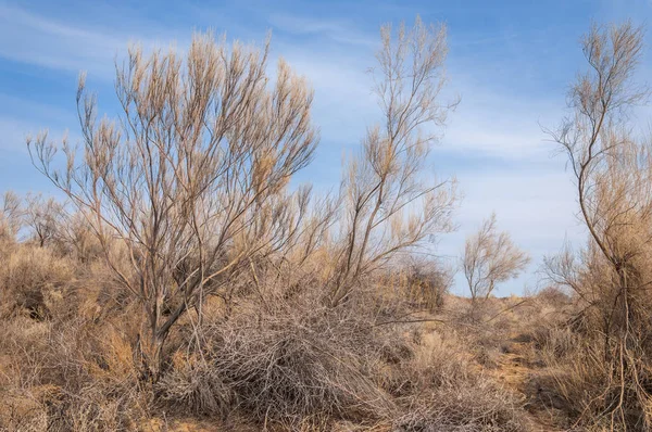 bahar bozkır. Doğa kıştan sonra uyanır. çölde ağaçlar geçen yılki çim
