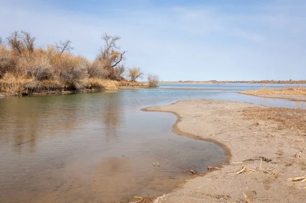 bahar bozkır. Doğa kıştan sonra uyanır. çölde ağaçlar geçen yılki çim