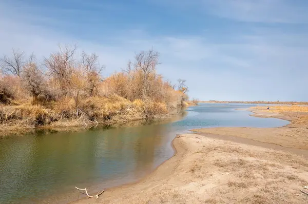 bahar bozkır. Doğa kıştan sonra uyanır. çölde ağaçlar geçen yılki çim