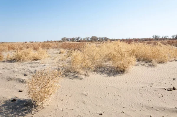 bahar bozkır. Doğa kıştan sonra uyanır. çölde ağaçlar geçen yılki çim