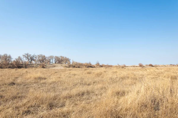 bahar bozkır. Doğa kıştan sonra uyanır. çölde ağaçlar geçen yılki çim