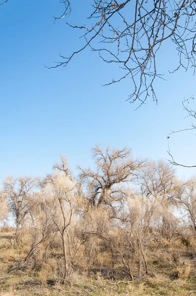 bahar bozkır. Doğa kıştan sonra uyanır. çölde ağaçlar geçen yılki çim