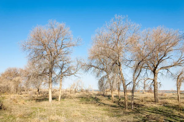 bahar bozkır. Doğa kıştan sonra uyanır. çölde ağaçlar geçen yılki çim