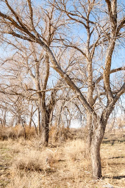 bahar bozkır. Doğa kıştan sonra uyanır. çölde ağaçlar geçen yılki çim