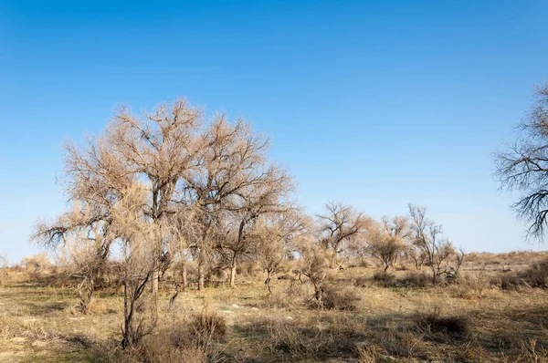 Estepa Primavera Naturaleza Despierta Después Del Invierno Hierba Del Año — Foto de Stock