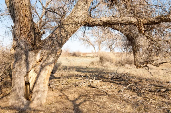 bahar bozkır. Doğa kıştan sonra uyanır. çölde ağaçlar geçen yılki çim
