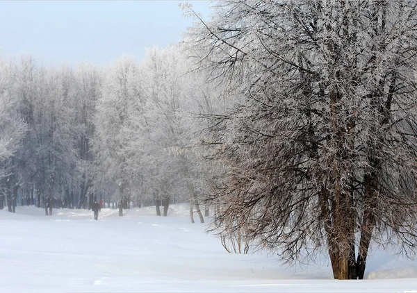 Winter Winter Winter Wintertijd Winterslaap Het Koudste Seizoen Van Het — Stockfoto