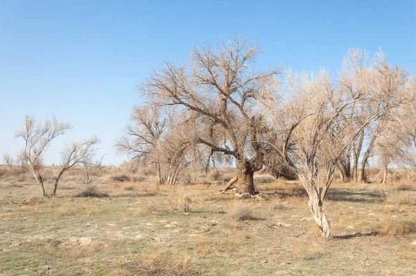 bahar bozkır. Doğa kıştan sonra uyanır. çölde ağaçlar geçen yılki çim