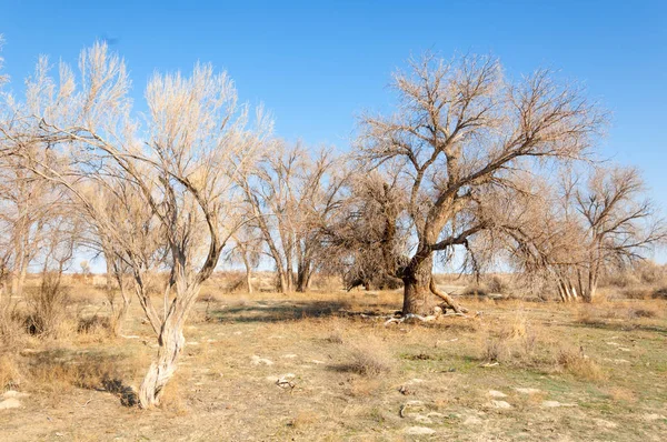 bahar bozkır. Doğa kıştan sonra uyanır. çölde ağaçlar geçen yılki çim