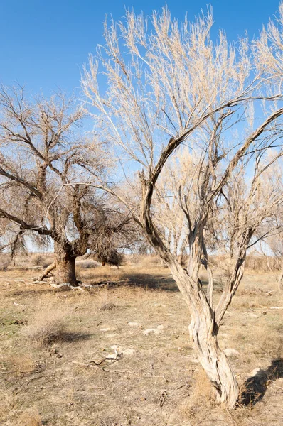 bahar bozkır. Doğa kıştan sonra uyanır. çölde ağaçlar geçen yılki çim