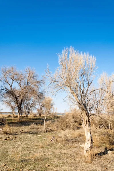 bahar bozkır. Doğa kıştan sonra uyanır. çölde ağaçlar geçen yılki çim