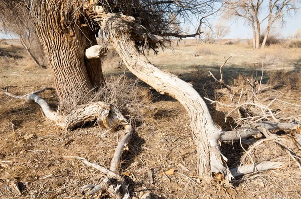 Estepa Primavera Naturaleza Despierta Después Del Invierno Hierba Del Año — Foto de Stock