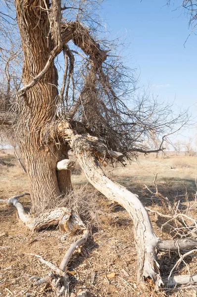 bahar bozkır. Doğa kıştan sonra uyanır. çölde ağaçlar geçen yılki çim