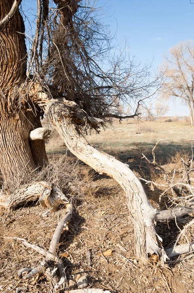 bahar bozkır. Doğa kıştan sonra uyanır. çölde ağaçlar geçen yılki çim