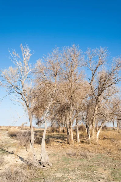 bahar bozkır. Doğa kıştan sonra uyanır. çölde ağaçlar geçen yılki çim