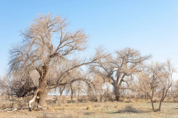 bahar bozkır. Doğa kıştan sonra uyanır. çölde ağaçlar geçen yılki çim