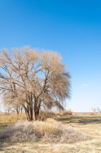 Wiosną Stepu Przyroda Budzi Się Zimie Ostatni Rok Trawa Drzew — Zdjęcie stockowe
