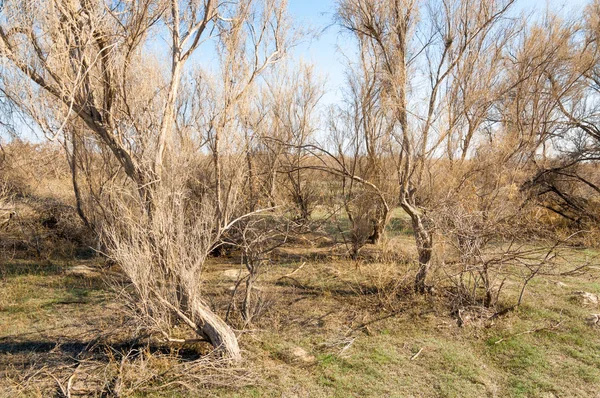 Sıcak, sevgi güneş son bahar kar