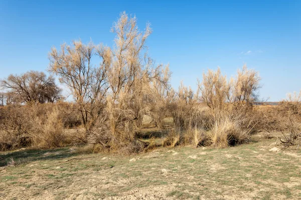 Afgelopen Voorjaar Sneeuw Warme Aanhankelijk Zon — Stockfoto