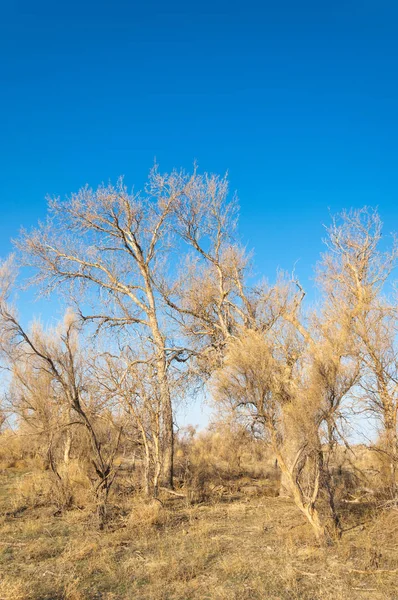 bahar bozkır. Doğa kıştan sonra uyanır. çölde ağaçlar geçen yılki çim
