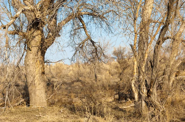 bahar bozkır. Doğa kıştan sonra uyanır. çölde ağaçlar geçen yılki çim