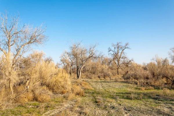 bahar bozkır. Doğa kıştan sonra uyanır. çölde ağaçlar geçen yılki çim