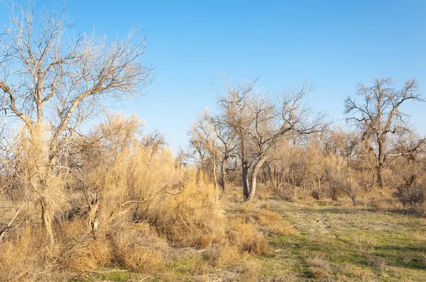 bahar bozkır. Doğa kıştan sonra uyanır. çölde ağaçlar geçen yılki çim