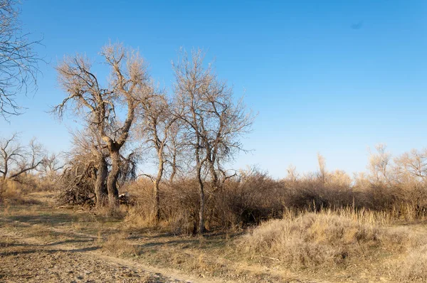 Steppa Primaverile Natura Sveglia Dopo Inverno Erba Dello Scorso Anno — Foto Stock