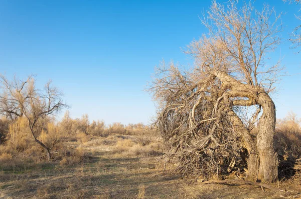 Steppe Printemps Nature Réveille Après Hiver Herbe Année Dernière Avec — Photo