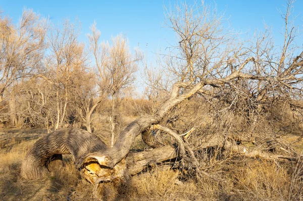 bahar bozkır. Doğa kıştan sonra uyanır. çölde ağaçlar geçen yılki çim