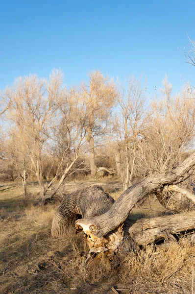 bahar bozkır. Doğa kıştan sonra uyanır. çölde ağaçlar geçen yılki çim