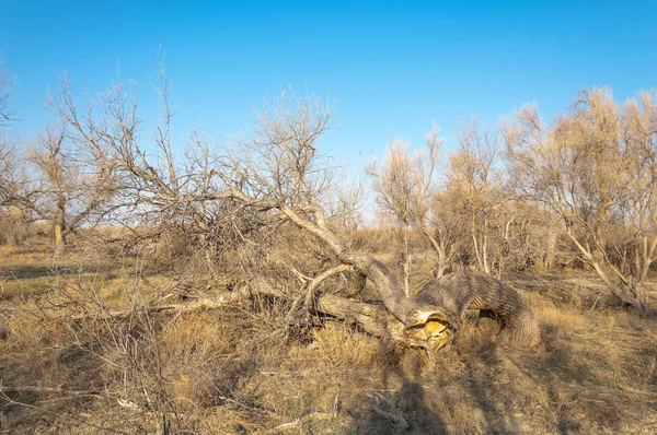 bahar bozkır. Doğa kıştan sonra uyanır. çölde ağaçlar geçen yılki çim