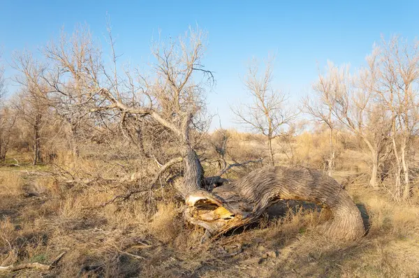 bahar bozkır. Doğa kıştan sonra uyanır. çölde ağaçlar geçen yılki çim