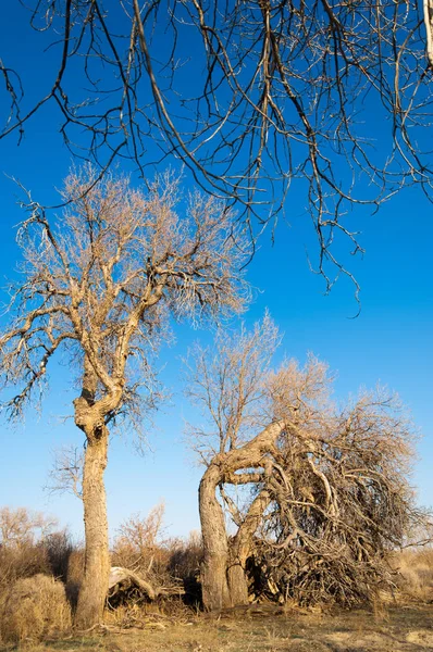 bahar bozkır. Doğa kıştan sonra uyanır. çölde ağaçlar geçen yılki çim