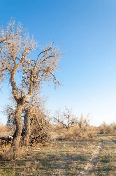 Wiosną Stepu Przyroda Budzi Się Zimie Ostatni Rok Trawa Drzew — Zdjęcie stockowe