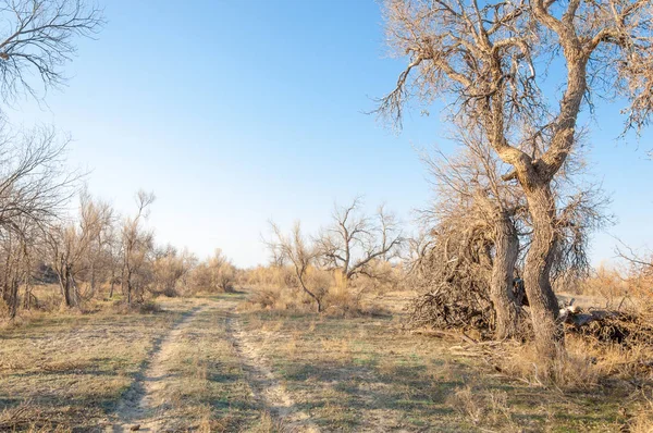bahar bozkır. Doğa kıştan sonra uyanır. çölde ağaçlar geçen yılki çim