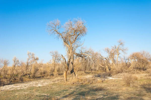 bahar bozkır. Doğa kıştan sonra uyanır. çölde ağaçlar geçen yılki çim
