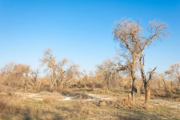 bahar bozkır. Doğa kıştan sonra uyanır. çölde ağaçlar geçen yılki çim