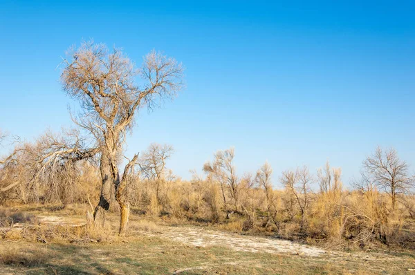 Bahar Bozkır Doğa Kıştan Sonra Uyanır Çölde Ağaçlar Geçen Yılki — Stok fotoğraf