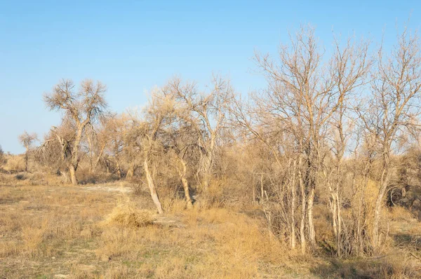 bahar bozkır. Doğa kıştan sonra uyanır. çölde ağaçlar geçen yılki çim