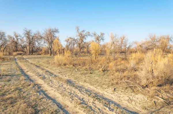 bahar bozkır. Doğa kıştan sonra uyanır. çölde ağaçlar geçen yılki çim