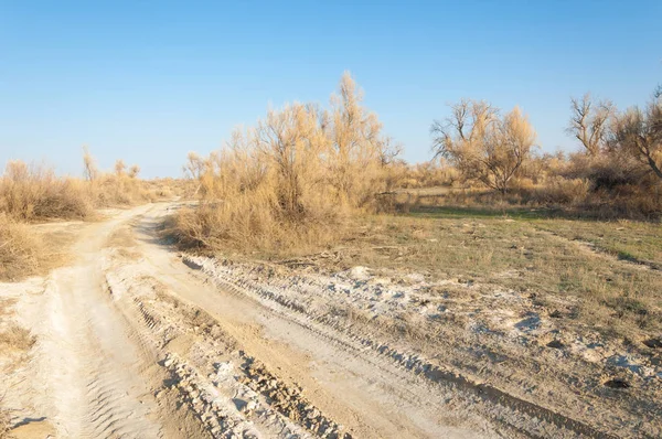 bahar bozkır. Doğa kıştan sonra uyanır. çölde ağaçlar geçen yılki çim
