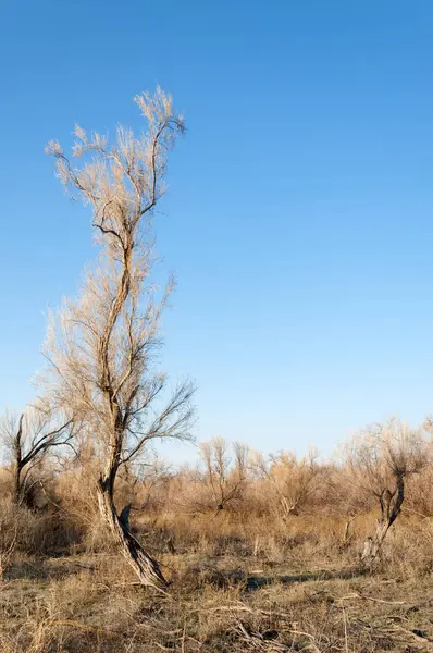 bahar bozkır. Doğa kıştan sonra uyanır. çölde ağaçlar geçen yılki çim