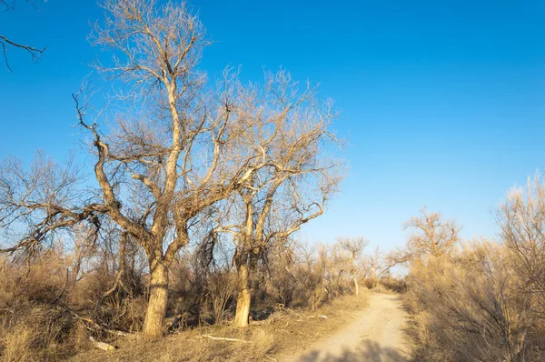 bahar bozkır. Doğa kıştan sonra uyanır. çölde ağaçlar geçen yılki çim